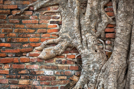 Tree roots on a brick wall for the backgroundの写真素材