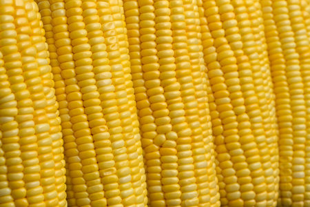 Colorful patterned rows of corn.