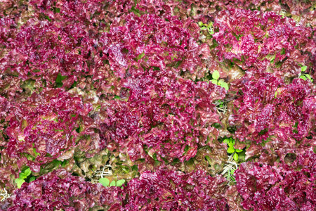 Organic lettuce in the field.の写真素材