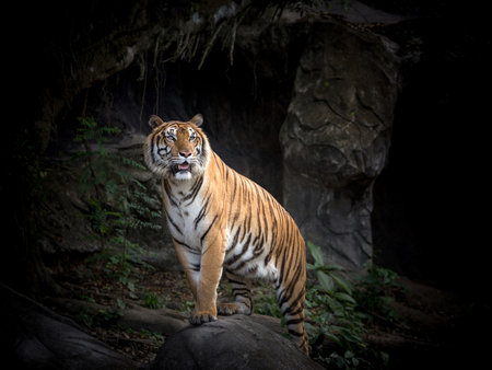 Asian tiger resting in nature.の写真素材