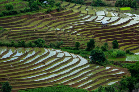 Pa Pong Piang Rice Terraces in the north of Thailand.の写真素材