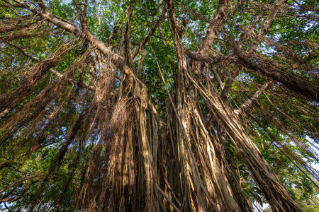The roots of the Weeping fig tree.