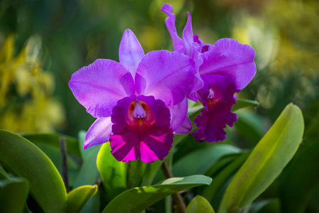 Orchid flowers blooming in the garden.の写真素材