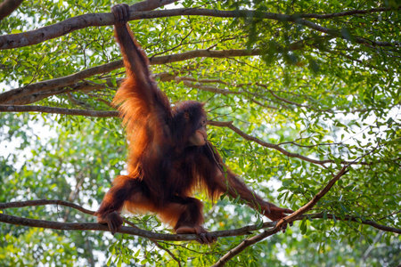 Orangutan playing, hanging on a tree.の写真素材