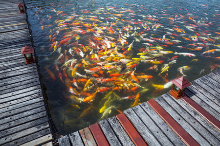 Fancy koi fish swimming in the pondの写真素材