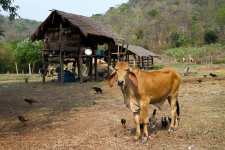 Pets and country life in Thailand.の写真素材