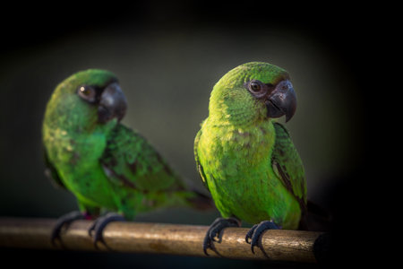 A small green parrot on a wood perchの写真素材