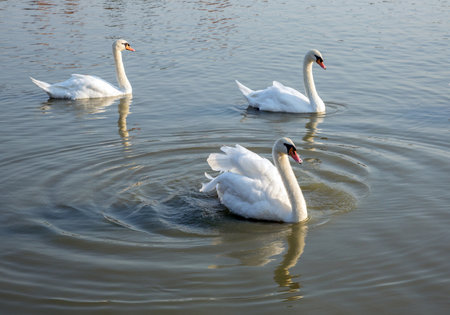 White swans are resting in the marsh water.の写真素材