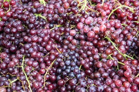 Colorful grapefruit for eating.の写真素材