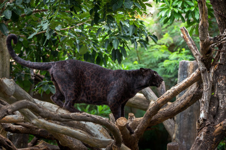 Black panther resting in the forest.