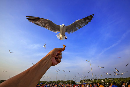 Feeding seagulls at Bang Pu, Samut Prakan, Thailand.の写真素材