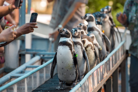 Humboldt Penguin (Peruvian Penguin) is walking on a show of talent.の写真素材