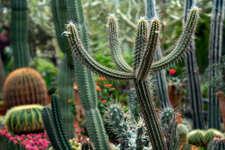 Cactus and desert plants in the park.
