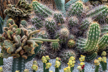 Cactus and desert plants in the park.