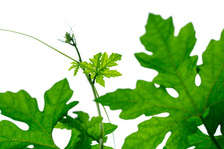 bitter gourd green leaves isolated on white background.の写真素材