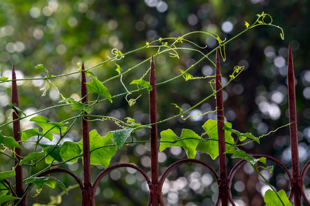Ivy Gourd's leaves hang on the iron fence.の写真素材