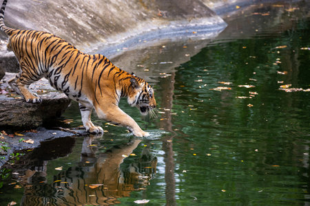 The Asian tiger is resting by the swamp.