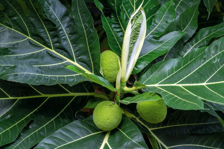 Fruit and the growing breadfruit tree.