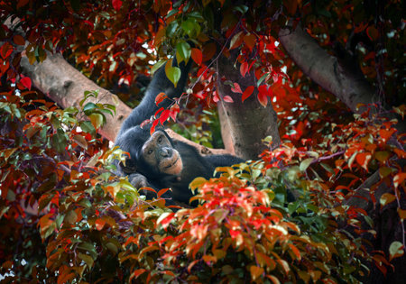 Chimpanzees are resting in the trees.の写真素材