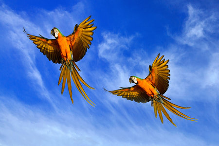 Macaw parrot flying in the cloudy sky.の写真素材