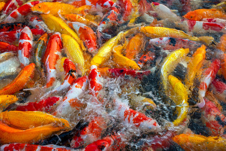 Colorful koi fish in the pond.の写真素材