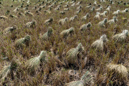 Harvested rice in the field.の写真素材