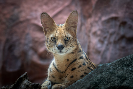 Serval cat (Felis serval) resting on the rocks.の写真素材