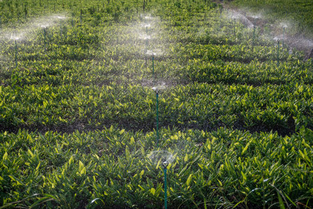 Springer is working on the crop field.の写真素材