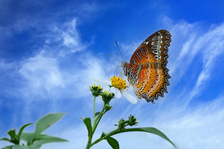 Butterflies and flowers in a beautiful sky dayの写真素材