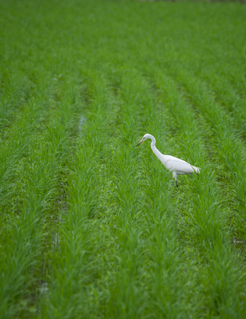 a white bird seek the food in rice farmの写真素材