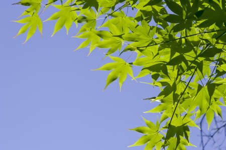 green leaves,mapleの写真素材