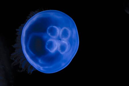 light blue jellyfishes の写真素材
