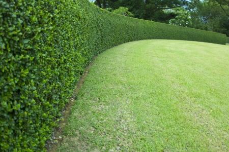 wall of trees in the gardenの写真素材