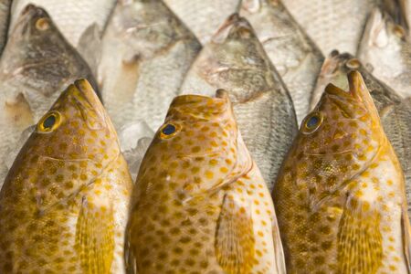 Fresh fish on ice on the market の写真素材