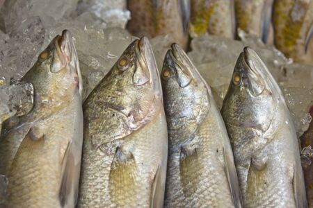 Fresh fish on ice on the market 