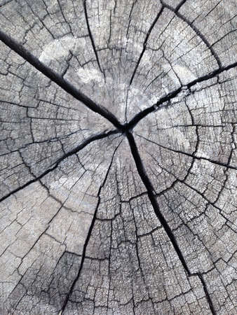 Log