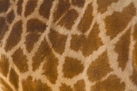 Giraffe skin pattern for backgroundの写真素材