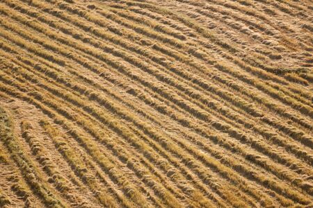 cornfield - background - thailandの写真素材