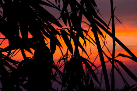 bamboo silhouette and sunset at khitchakut mountainの写真素材