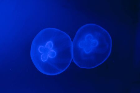 two blue jelly fishの写真素材