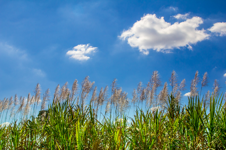 sugar cane and electric poleの写真素材