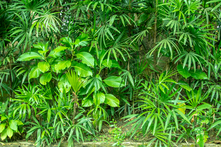 the green plants wall tropical garden backgroundの写真素材