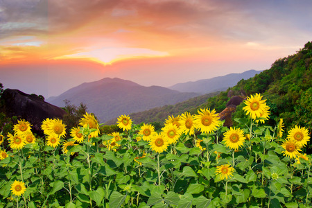 Sunflower field landscape with sunset background.の写真素材