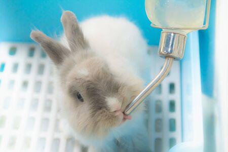 Little cute rabbit drinking water.の写真素材