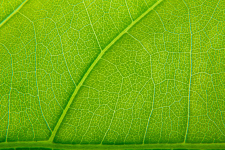 Close up of green leaf background.の写真素材