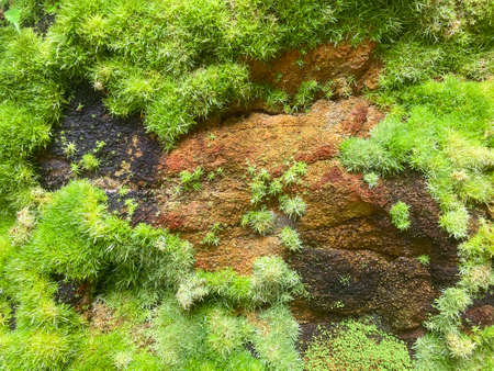 Green moss texture on rock background. up of green leaf background.の写真素材