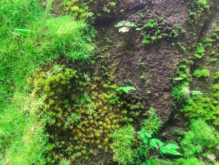 Green moss texture on rock background. up of green leaf background.の写真素材