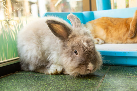 Little cute and white rabbit.の写真素材