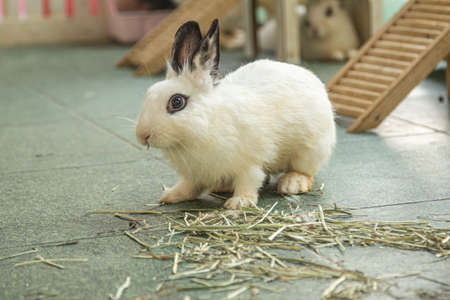 Little cute and white rabbit.の写真素材