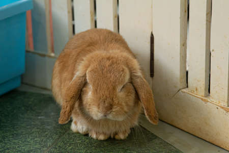 Cute holland lop bunny on rest.の写真素材